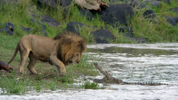 Photo du film Félins d'Afrique