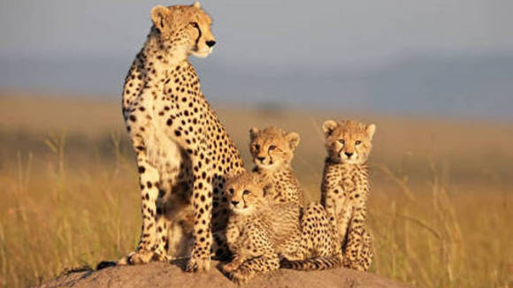 Photo du film Félins d'Afrique