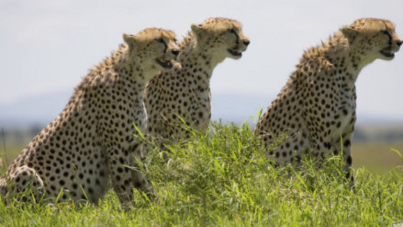 Photo du film Félins d'Afrique