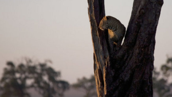 Photo du film Félins d'Afrique