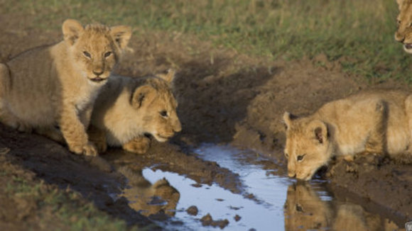Photo du film Félins d'Afrique