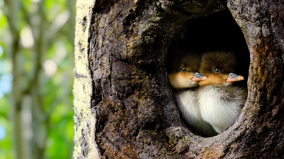 Photo du film Tiny World