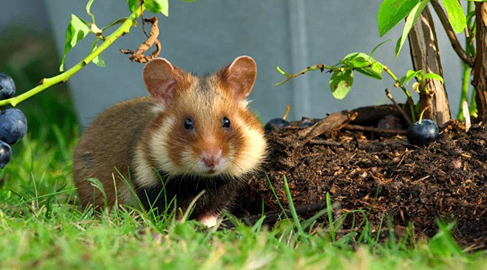 Photo du film Tiny World