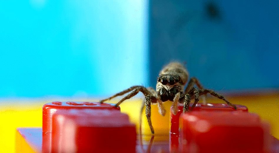 Photo du film Tiny World