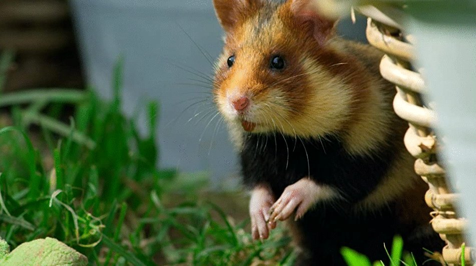 Photo du film Tiny World