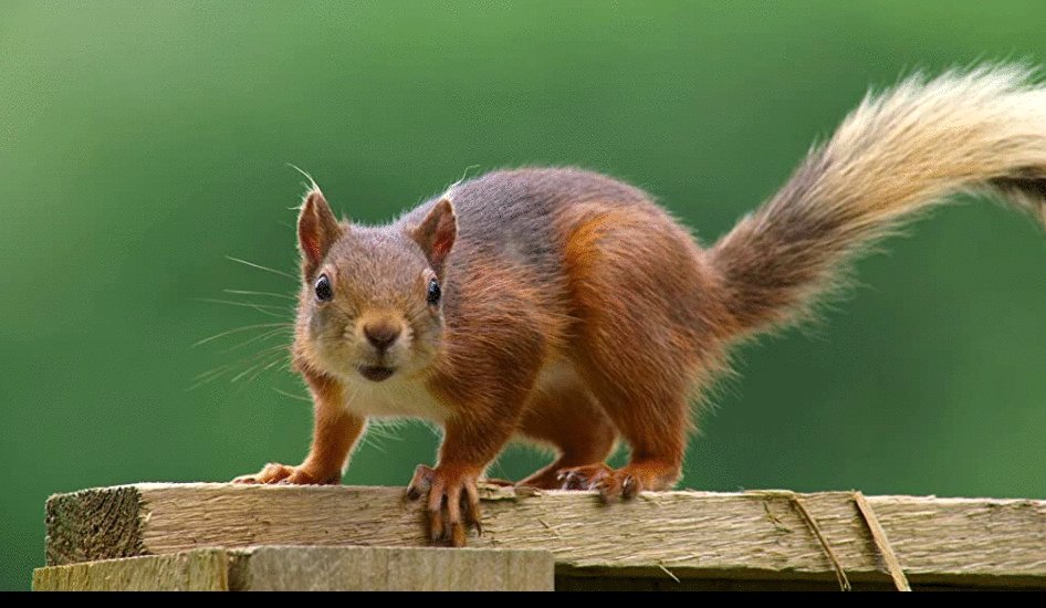 Photo du film Tiny World