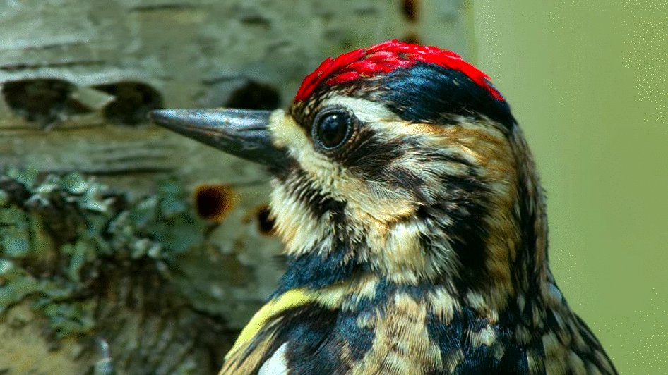 Photo du film Tiny World