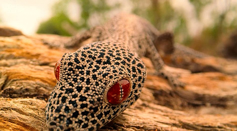 Photo du film Tiny World