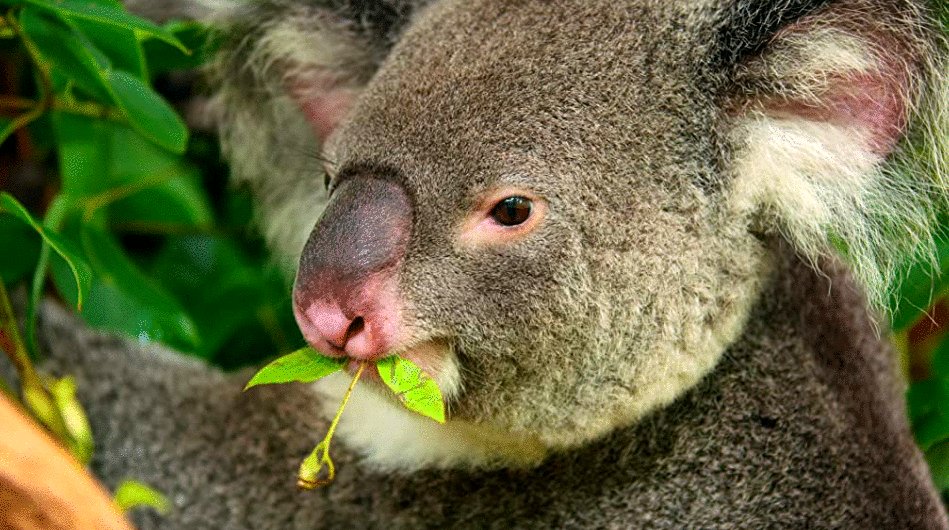 Photo du film Tiny World