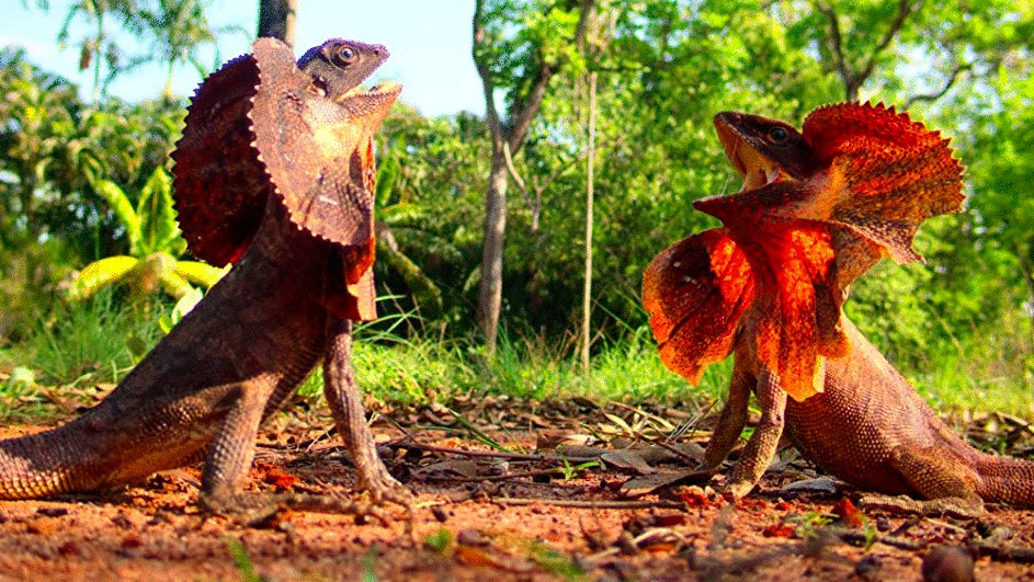 Photo du film Tiny World