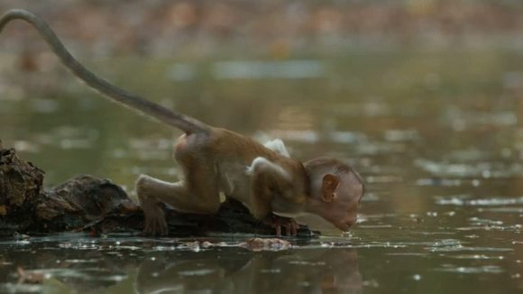 Photo from the movie Monkey Kingdom