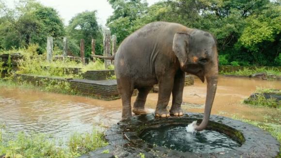 Photo from the movie Monkey Kingdom