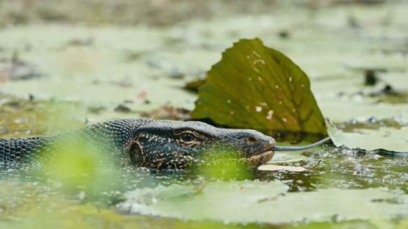 Photo from the movie Monkey Kingdom