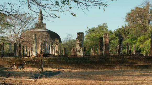 Photo from the movie Monkey Kingdom