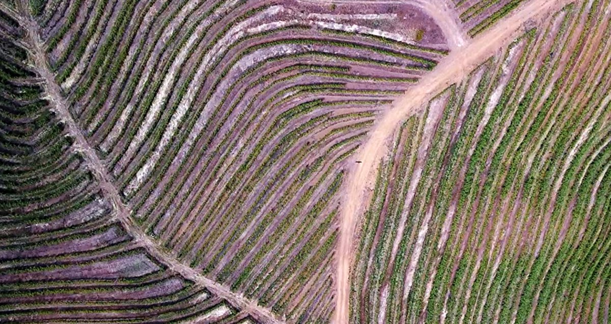 Photo du film A Perfect Vintage