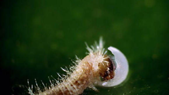 Photo du film Bestioles!