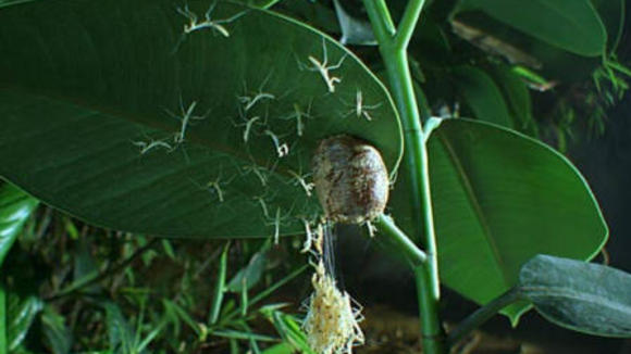 Photo du film Bestioles!
