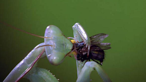 Photo du film Bestioles!