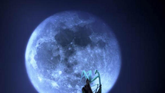 Photo du film Bestioles!