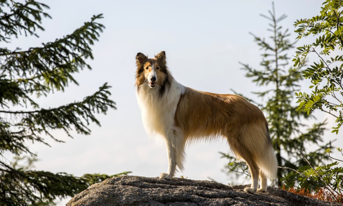 Photo du film Lassie - la route de l'aventure