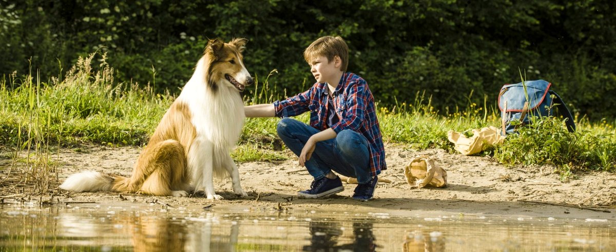 Photo du film Lassie - la route de l'aventure
