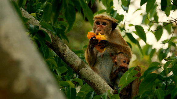 Photo from the movie Monkey Kingdom