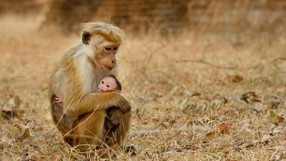 Photo from the movie Monkey Kingdom