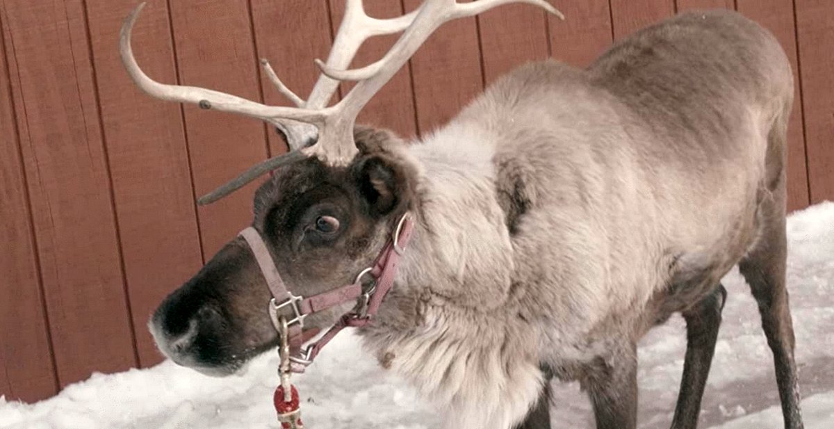 Photo du film Cupid's Christmas