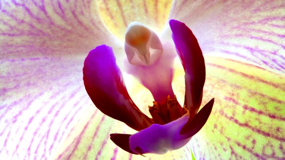 Photo from the movie Wings of Life