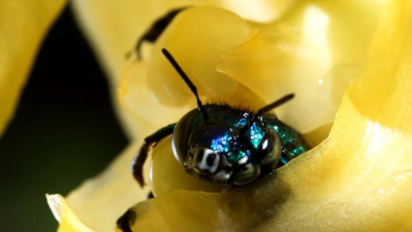 Photo from the movie Wings of Life