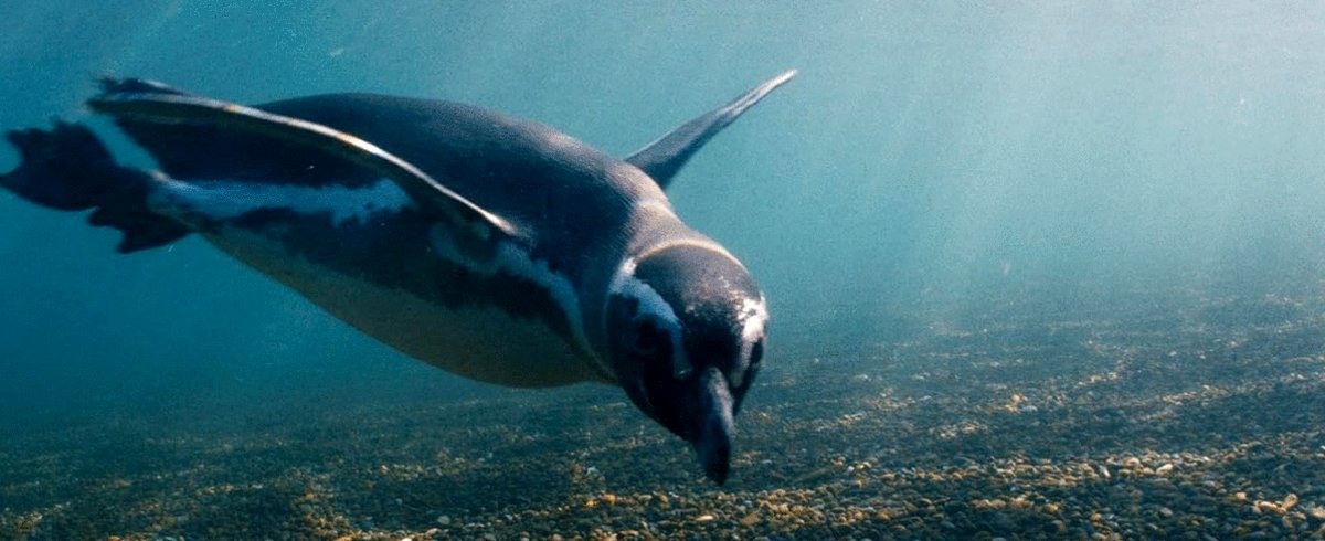 Photo du film Mon ami le pingouin