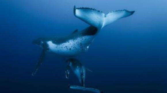 Photo du film Océans v.f.