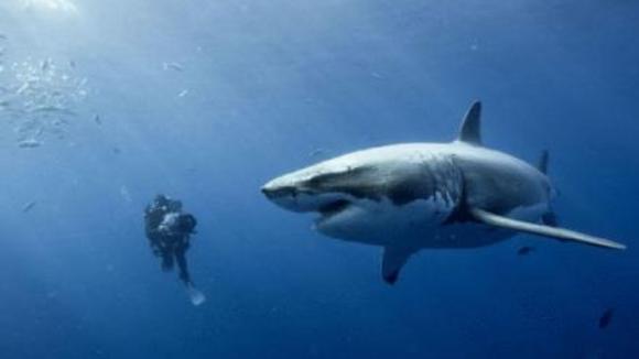 Photo du film Océans v.f.