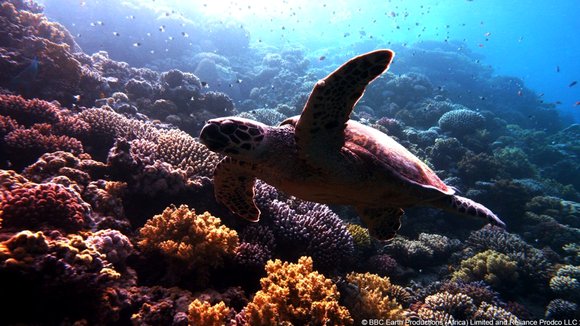 Photo du film Enchanted Kingdom