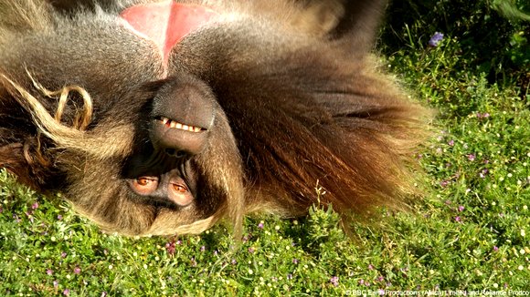Photo du film Enchanted Kingdom