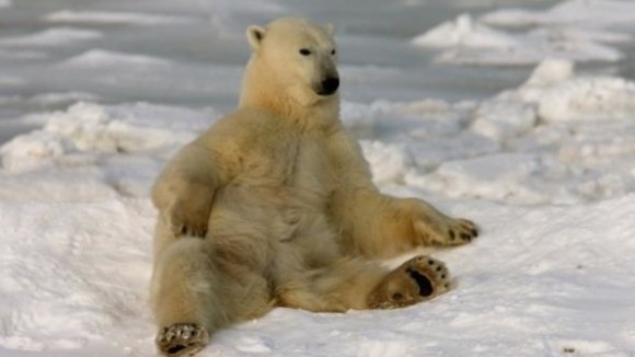 Photo du film Arctique