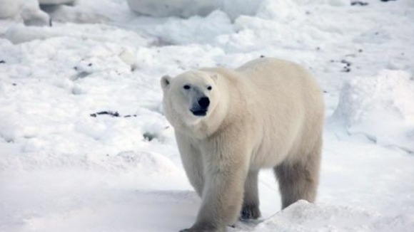 Photo du film Arctique