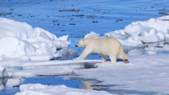 Photo du film Arctique