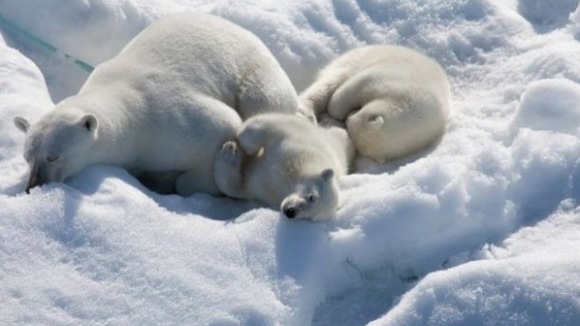 Photo du film Arctique