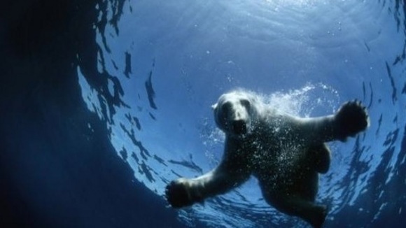 Photo du film Arctique