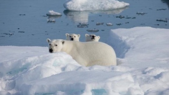 Photo du film Arctique