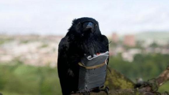 Photo du film Four Lions