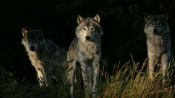 Photo from the movie White Tuft, the Little Beaver