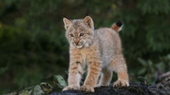 Photo from the movie White Tuft, the Little Beaver