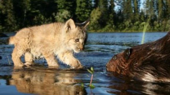 Photo from the movie White Tuft, the Little Beaver