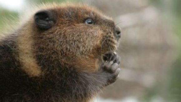 Photo from the movie White Tuft, the Little Beaver