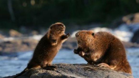 Photo from the movie White Tuft, the Little Beaver