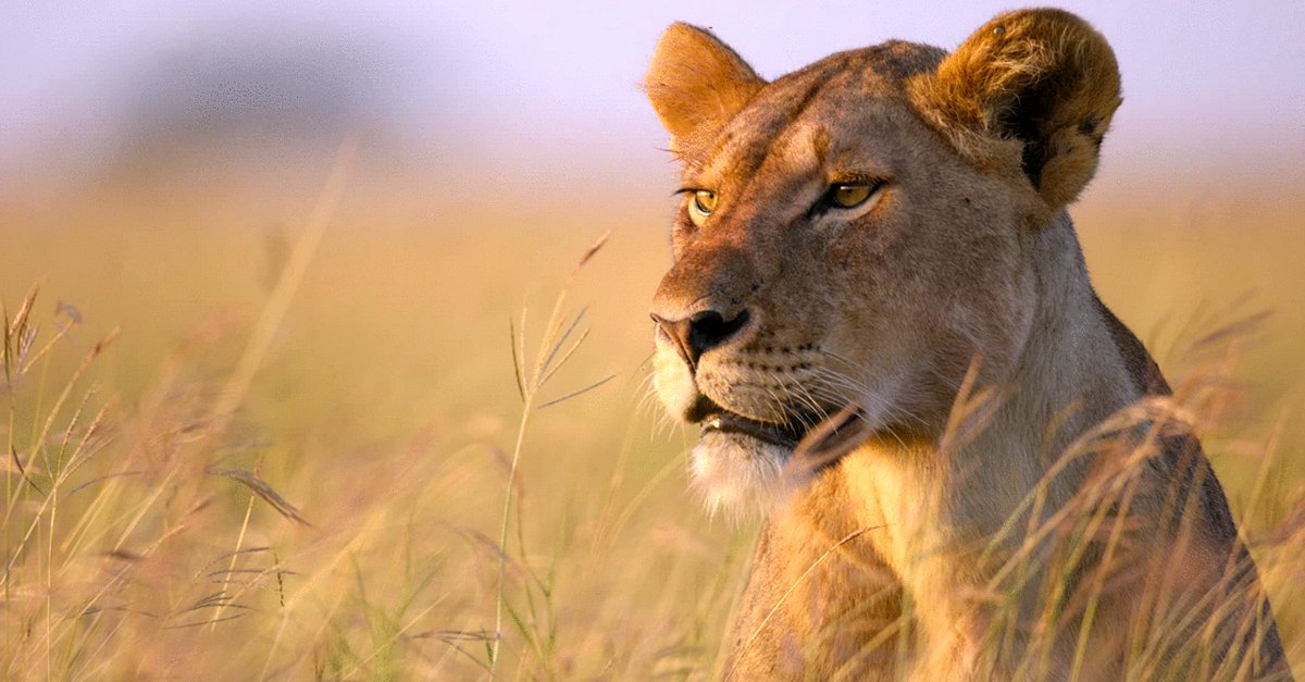 Photo from the movie Our Planet II