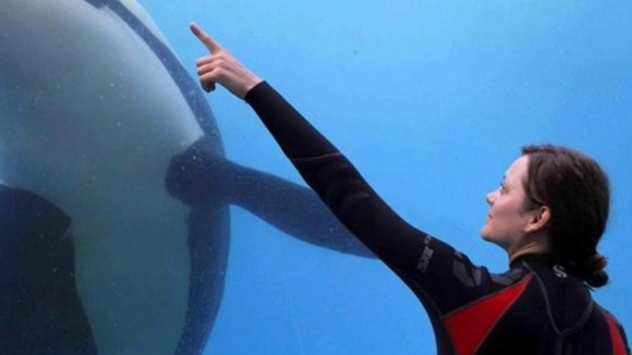 Photo du film De Rouille et d'os