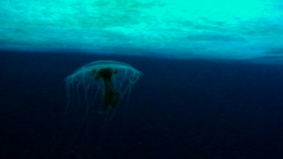 Photo du film The Wild Blue Yonder